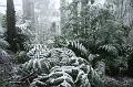 Snow on tree ferns, Sassafras IMG_7647